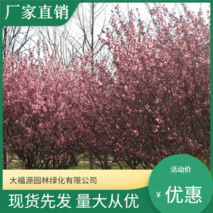 ���ش������l����÷  ���~÷ �ȸ��N÷��Ҏ���RȫƷ�N�S��