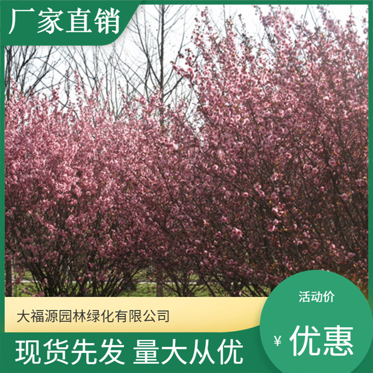 基地大量批发美人梅  榆叶梅 等各种梅花规格齐全品种丰富