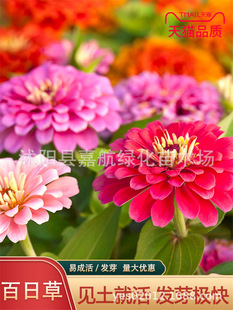Zinnia Seeds Mixed Color Zinnia Flower Seeds Sowing and Blooming in All Seasons Easy-To-Live Flower Seeds Courtyard Balcony Potted Plants