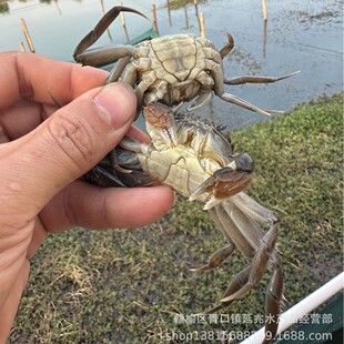 ���|��ˮ�Bֳ���lз�� ���|�� �߳ɻ� ��з�� ��з�� ��ˮз��