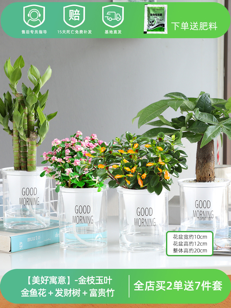[아름다운 의미] 금가지와 옥잎 + 금붕어 꽃 + 돈나무 + 행운죽 (무료 영양비료)