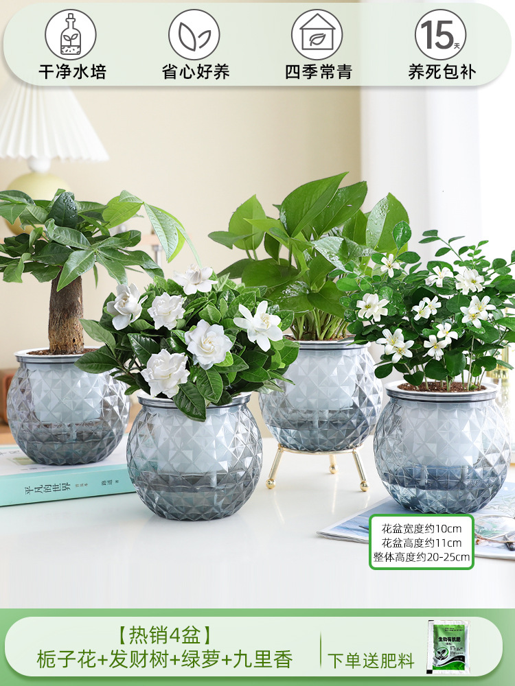 [베스트셀러 4화분] 치자나무 + 돈나무 + 청무 + 구리향