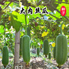 Zhongyan Shengyou Nutrition Pork Ripe Seeds Manufacturer Direct Selling Pork Jelly Early Conduct Green Pork Ripe Seed