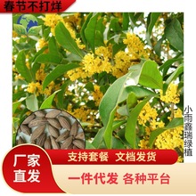 һ�����l�𻨷N�� ��� �y�� ���� ����� ��ɰ���ļ���N�� 20��