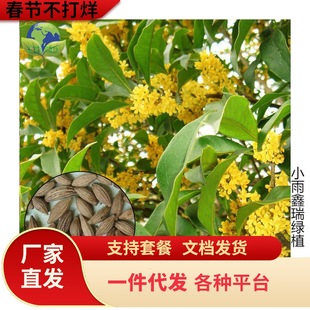 һl𻨷N  y   ɰļN 20