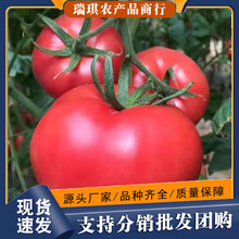 ɽ�|ɳȿ�����t�����r�߹�ˮ�����Ѱ��]�a��ֱ�l���t��һ�����l