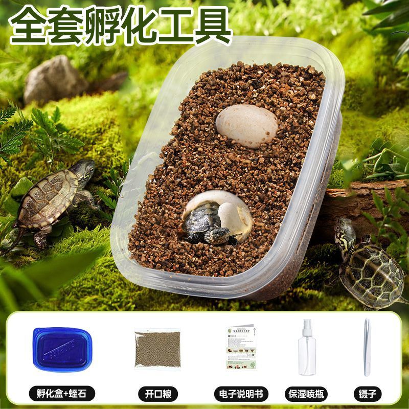 [거북알 2개] 무료 부화장비 + 인지교육