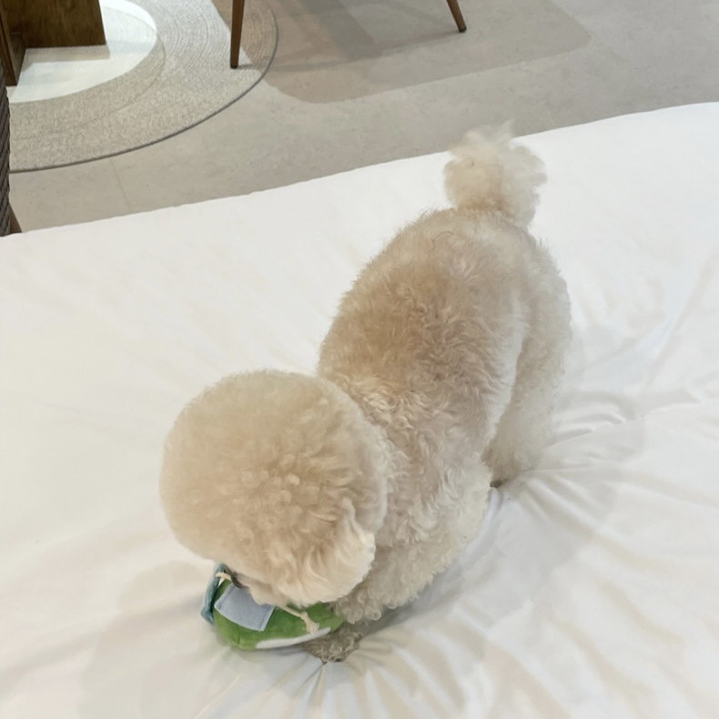 반려동물들은 이를 갈고, 씹고, 짖고, 귀여운 술병은, 소리를 내고, 음식을 숨기고, 냄새를 맡고, 장난감, 가시공, 비숑베어, 테디아마존