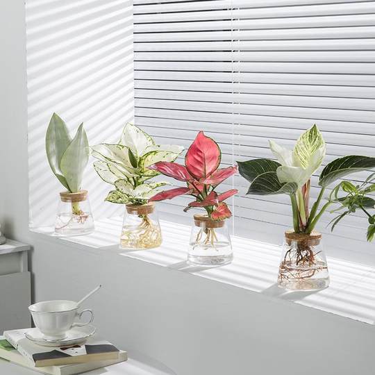 hydroponic plants turtle-backed bamboo bird of paradise indoor tabletop potted plants for lazy people to keep clean air office green plants
