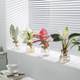 hydroponic plants turtle-backed bamboo bird of paradise indoor tabletop potted plants for lazy people to keep clean air office green plants