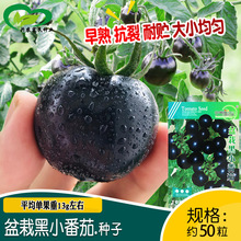 中研盆栽黑小番茄种子 农田菜园盆栽阳台种植水果型早熟黑番茄籽