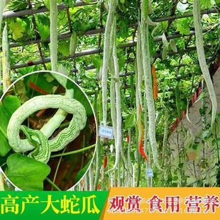 �߶��N���߹ϷN�������L�����Ĳ��N�ӵ����߲˷N���ļ����ڸк�