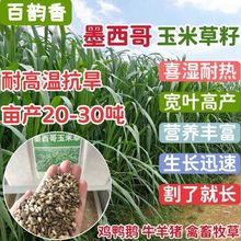 进口优质墨西哥玉米草籽四季高产无毛耐热喂牛羊鱼兔专用牧草种子