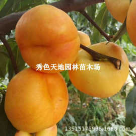 黄金蟠桃苗果树苗中蟠21桃苗嫁接桃树苗黄肉蟠桃苗毛蟠桃当年结果