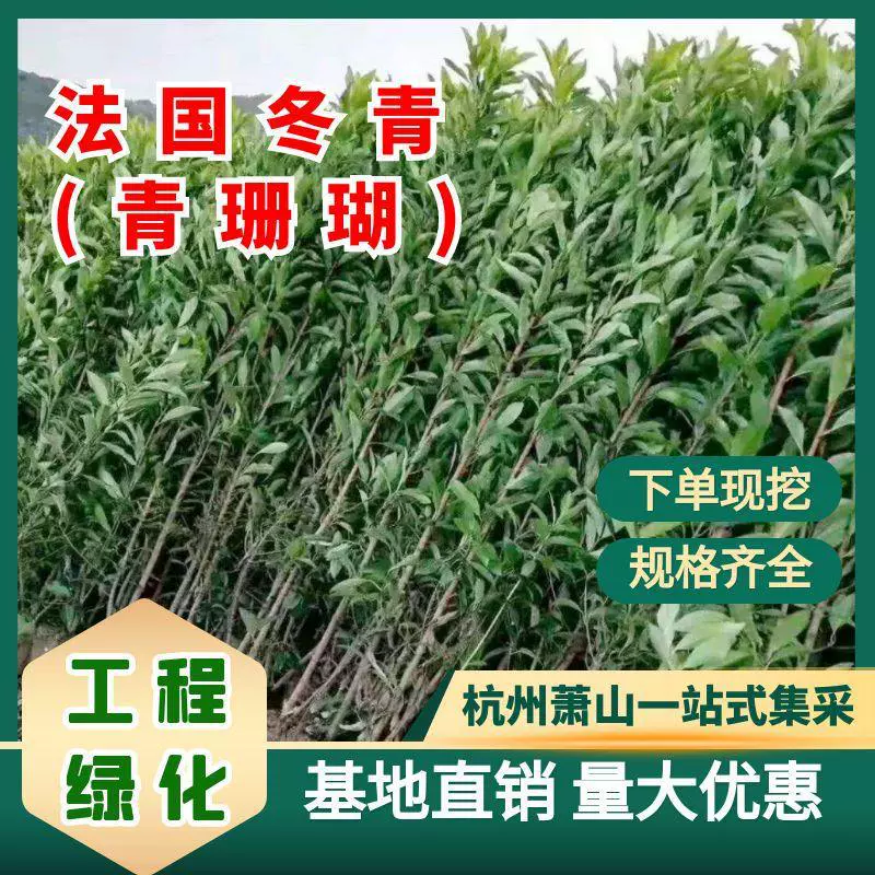 Саженцы французского холли (кораллового дерева) для живой изгороди и декоративного озеленения, поставки и распределение из Ханчжоу