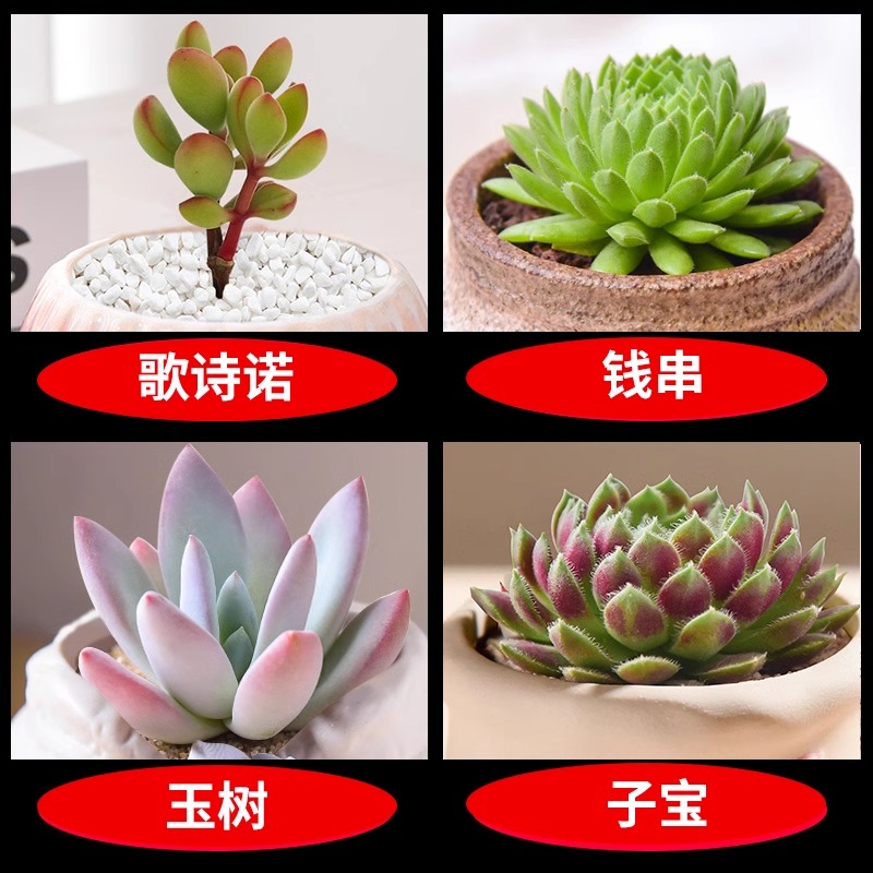 코시노 + 돈끈 + 유슈 + 지바오