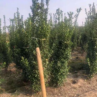 ���~�S������ �@�־G�� ���Gֲ�� �����lì ���~�S��h��