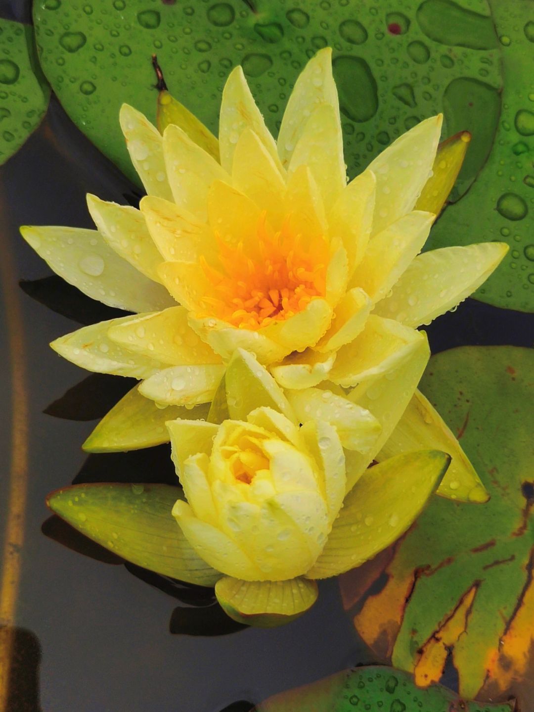 O1CN01tMI9eh1THYM6i926w_!!3258162357-0-cib.jpg?__r__=1681091243679