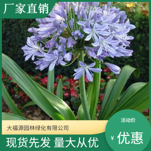 Base Wholesale Perennial Garden Florals Agapanthus Potted Ground Planting Plants Garden Forest Greening Projects