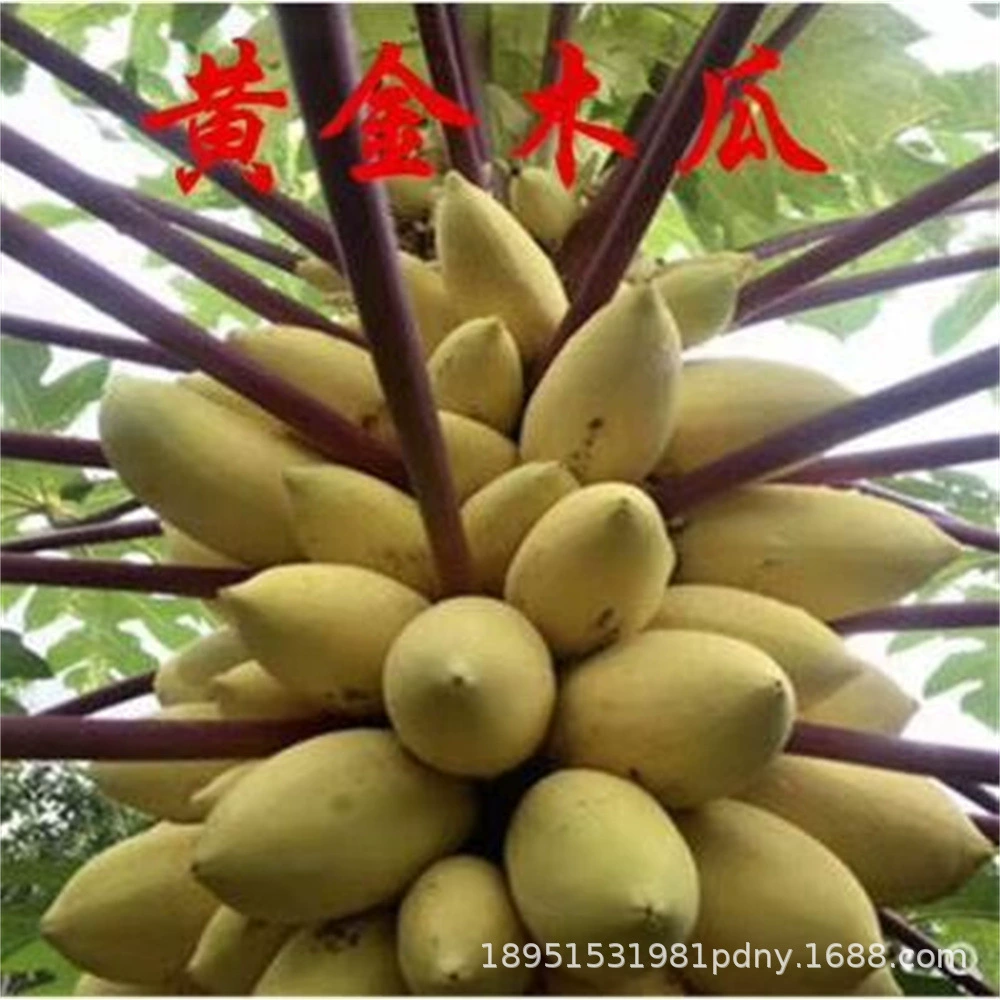 Саженец папайи фруктовое молоко Таиланд Золото красное мясо большой зеленый саженец папайи Южный посевной сезон фруктовое дерево