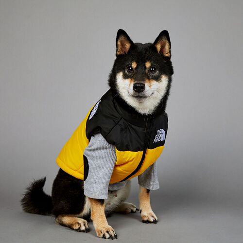 US Brand Dog Face Windproof Rainproof Large Dogs Winter Warm Raincoat Dog Pet Cotton Coat Down Jacket 