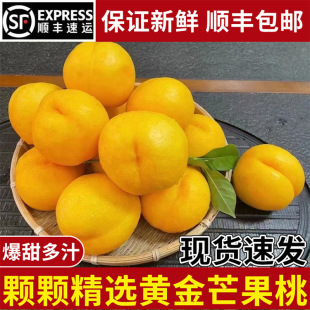 ���Fժ���r���S��â�����S���ӱ����֭�����ЋDˮ���������