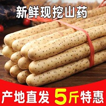 淮糯现粉3小白挖焦作1斤嘴麻包邮斤铁棍山药斤5山药怀山药芋头