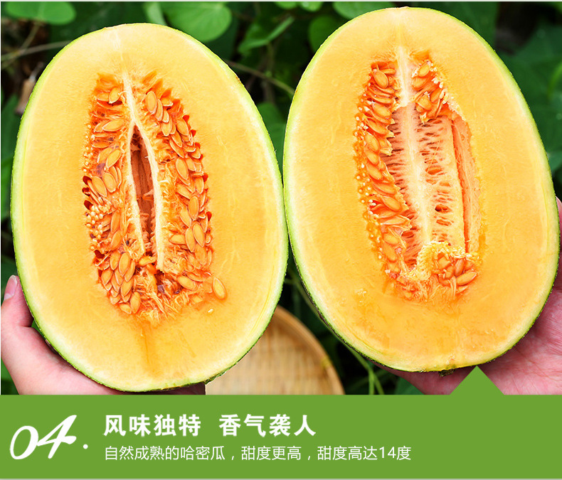 哈密瓜2_10.jpg