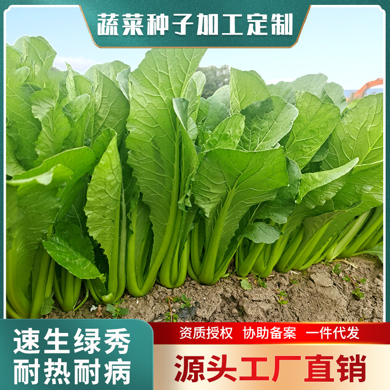 速生快菜杂交白菜籽 速生绿秀200g 青梗小白菜苗种子 蔬菜种批发