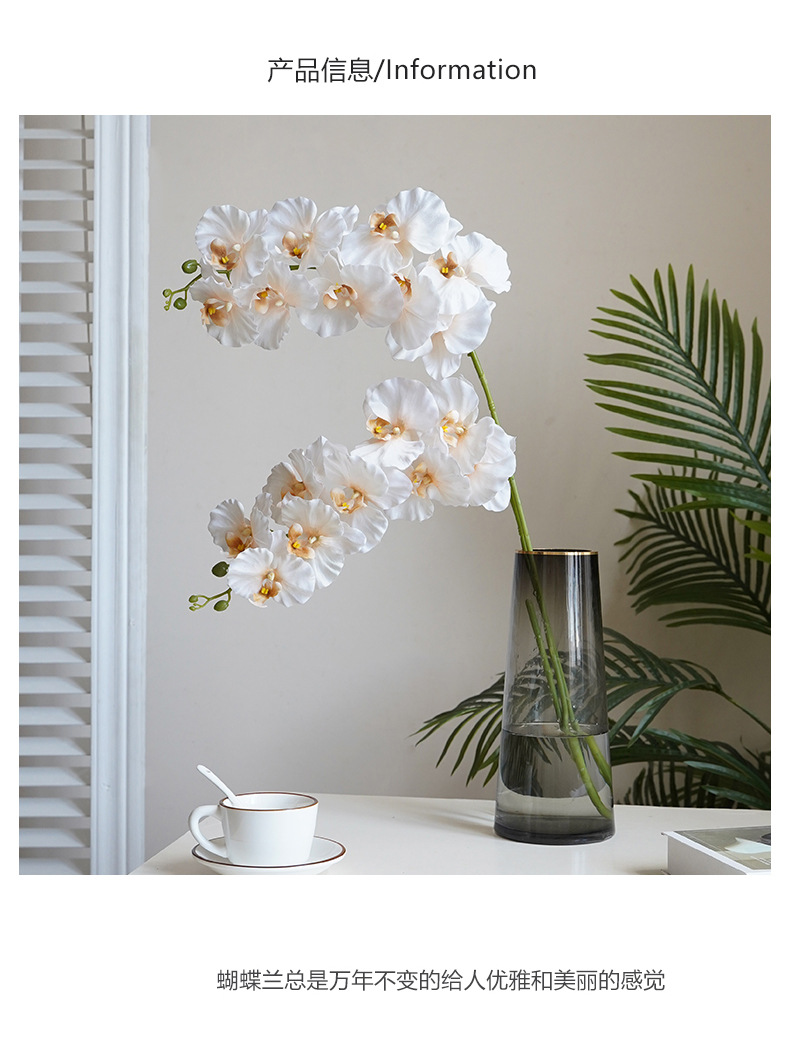9头欧式蝴蝶兰-黄底_06.jpg