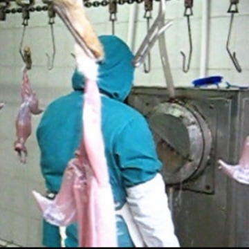 供应厂家直销宰兔流水线  肉兔獭兔宰杀生产线设备 源头工厂