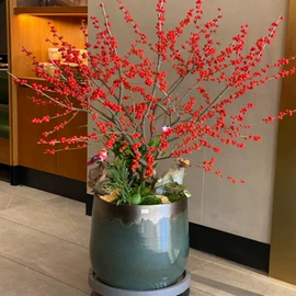 盆栽;种子;花盆容器