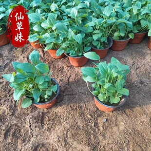 �ɹ��ջ�������߅���쾰 �޸��ɹ��շN�绨���L ���F��������