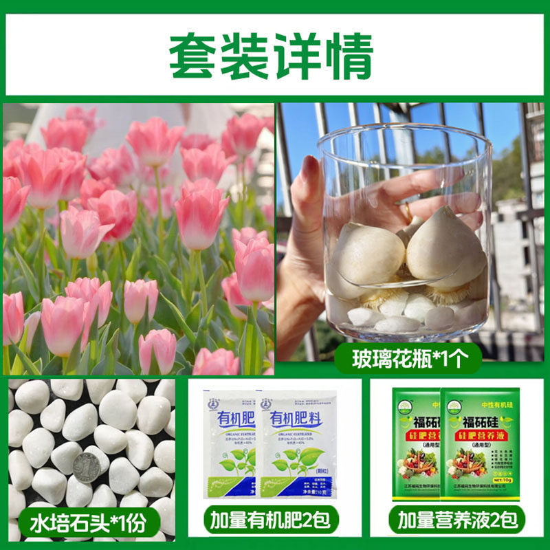 Round bottle hydroponic kit: a20 thousand layer tulip 5 large bulbs + 2 nutrient solutions + 2 fertilizers + glass bottle + stones