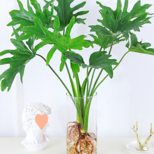 ˮ��ֲ�ﴺ���������G�q�҃���������Gֲ����G�}���B�k������