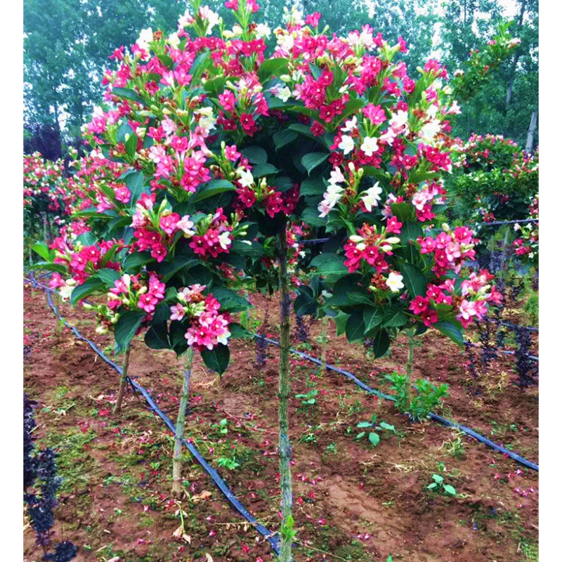 庭院绿化树种红王子锦带花苗花叶锦带五彩锦带花树苗锦带花苗盆栽