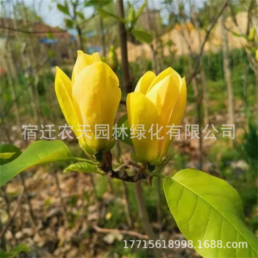 O1CN01zwrLrv1SoF8OrqwJm_!!1939