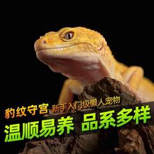�����ع��������ӻ��������������������������������˳�������