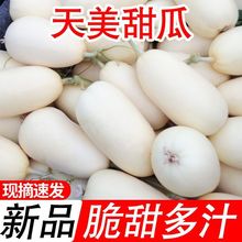 【超甜】新品天美甜瓜香瓜甜瓜脆瓜超羊角蜜头茬现摘现发整箱批发