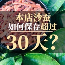 活沙蚕 红青虫鲈鱼饵 海蚂蝗海蜈蚣海钓鱼饵料海沙蚕活饵顺麦太保