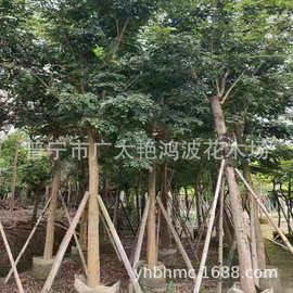 广东普宁艳鸿波花木假植乔木灌木海南黄花梨树苗花梨降香绿化苗木