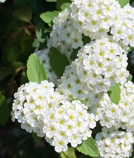 一件代发小手球花盆栽雪柳喷雪花苗阳台庭院净化空气阳台庭院好养