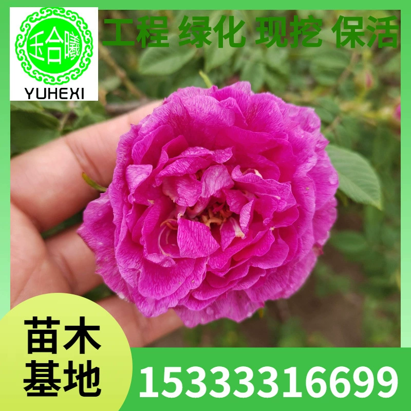 Многосезонные питательные чашки для суккулентов, четырехсезонные розы, контейнерные суккуленты, тепличные суккуленты, ландшафтные суккуленты