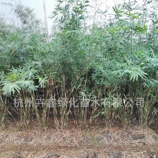 [Base Direct Sales] Ci Xiao Bamboo/Hou Xun Bamboo/Gang Bamboo/Turtle Bamboo/Gold Inlaid Jade Bamboo/Fengwei Bamboo/Lohan Bamboo