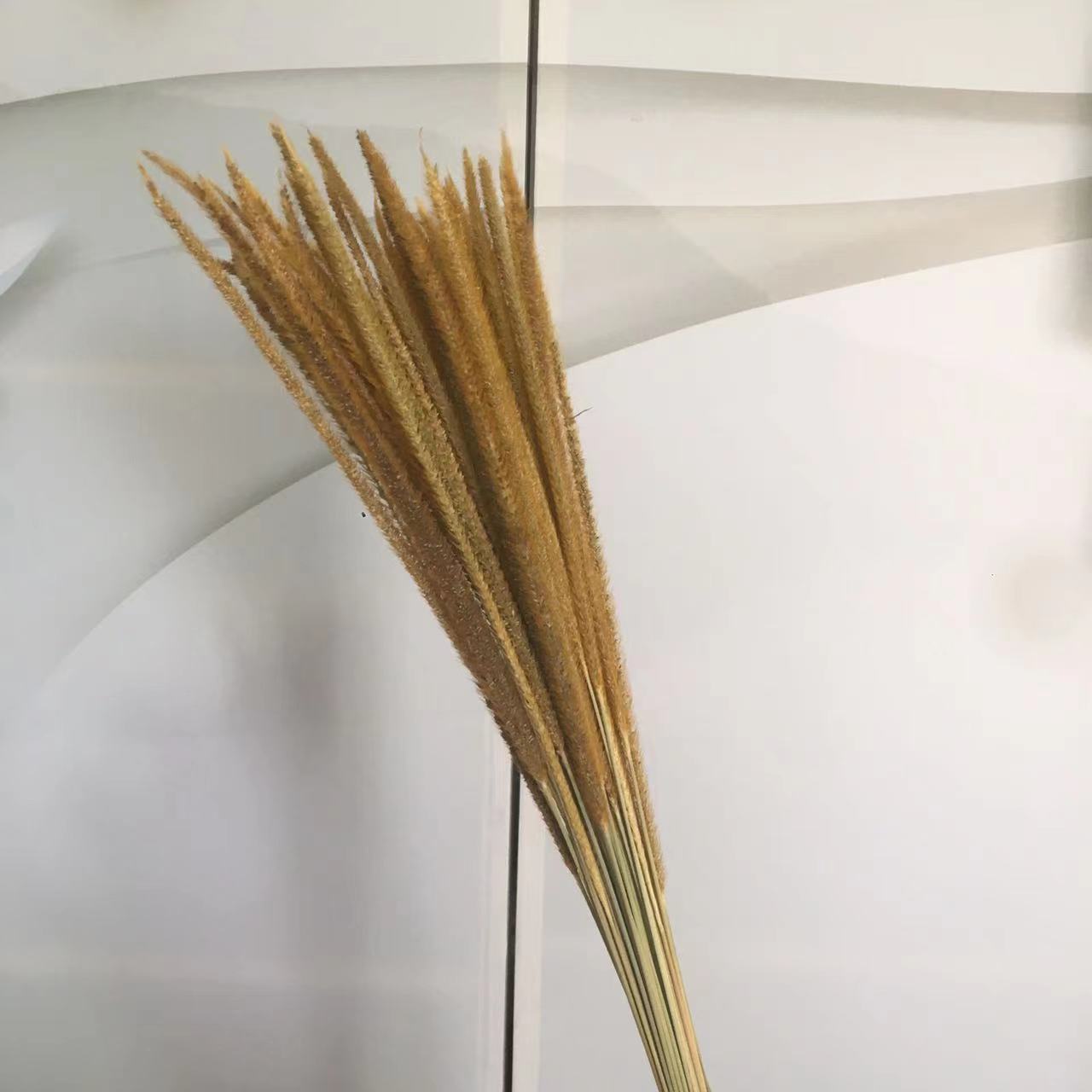 오리지널 컬러(50개)