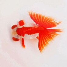 ������ˮ�������β̩ʨ����������������ͻ�ֱ���ؼ�