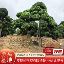 �@��ֲ��G�����M�����͘��_�h��ӭ���Ʉe�����^��G��ͥԺ���ľ