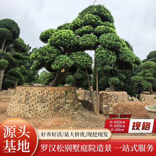 �@��ֲ��G�����M�����͘��_�h��ӭ���Ʉe�����^��G��ͥԺ���ľ