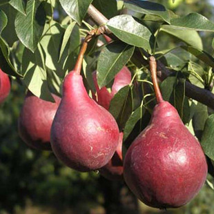 ����������l�t������� �tơ��С�� ���ڼt�������@�Nֲ�t���