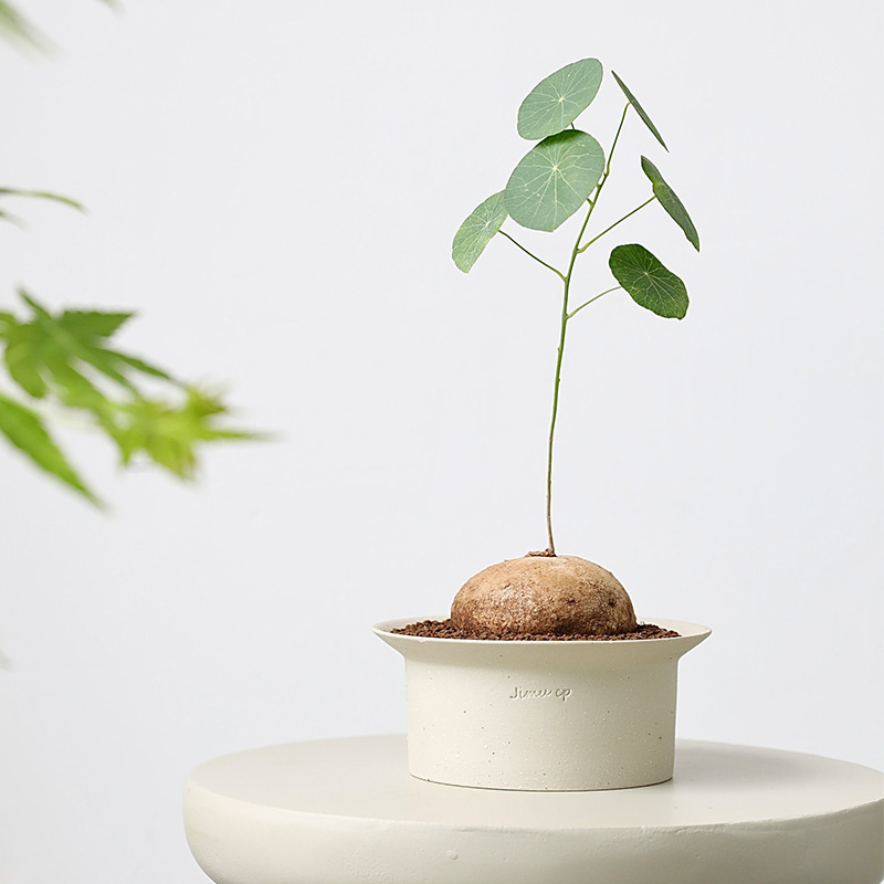 Ceramic shallow flower pot short large diameter succulent small clay bamboo root white wide mouth stoneware cactus pottery pot